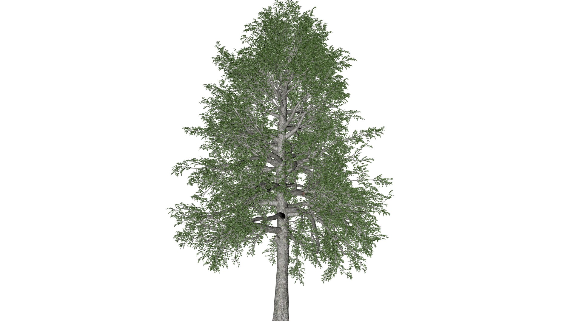 3D Black Gum Tree - 08 - model https://p.turbosquid.com/ts-thumb/4W/3ZnJO9/fZ/bg_81/png/1741875300/1920x1080/fit_q87/3a62c2ae19b5a81602a6f1e5677141b697d0c4dd/bg_81.jpg