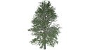 Black Gum Tree - 08 -
