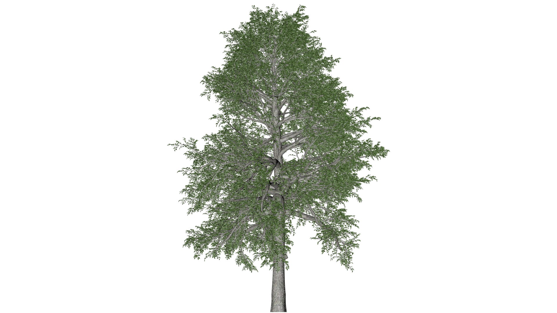 3D Black Gum Tree - 08 - model https://p.turbosquid.com/ts-thumb/4W/3ZnJO9/nk/bg_82/png/1741875301/1920x1080/fit_q87/8779eef30835afeddc6b3de648727f95ff5ef098/bg_82.jpg