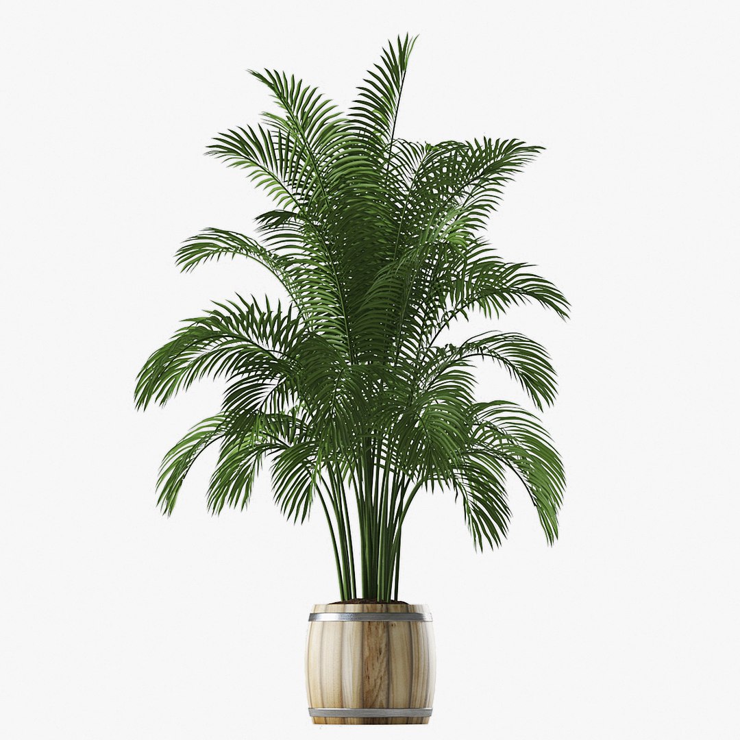 Palm Pot Model - Turbosquid 1425111