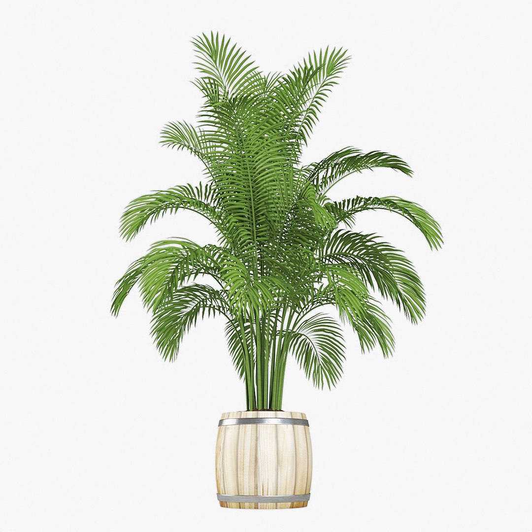 Palm pot model - TurboSquid 1425111