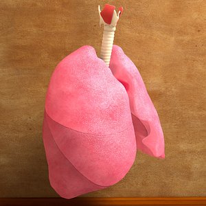 human lung bronchia trachea 3d c4d