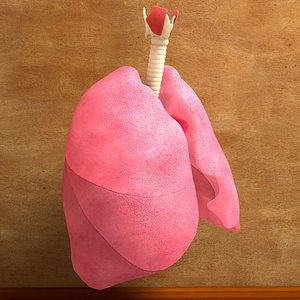 Human Lungs Bronchia Trachea