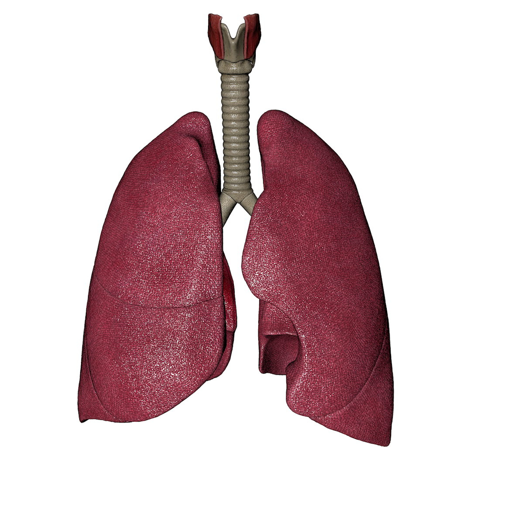 Human Lung Bronchia Trachea 3d C4d