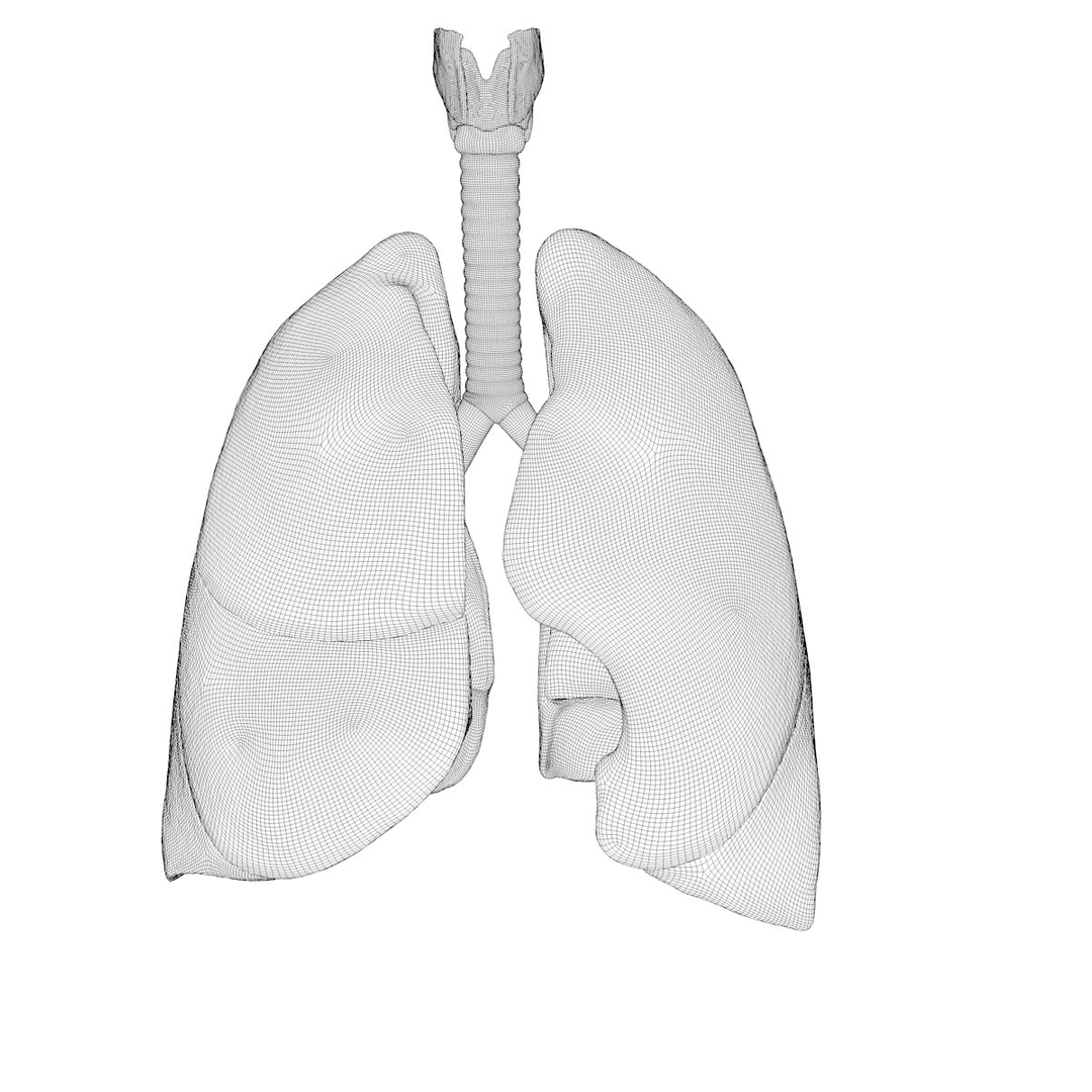 Lungs Drawing - How To Draw Lungs Step By Step