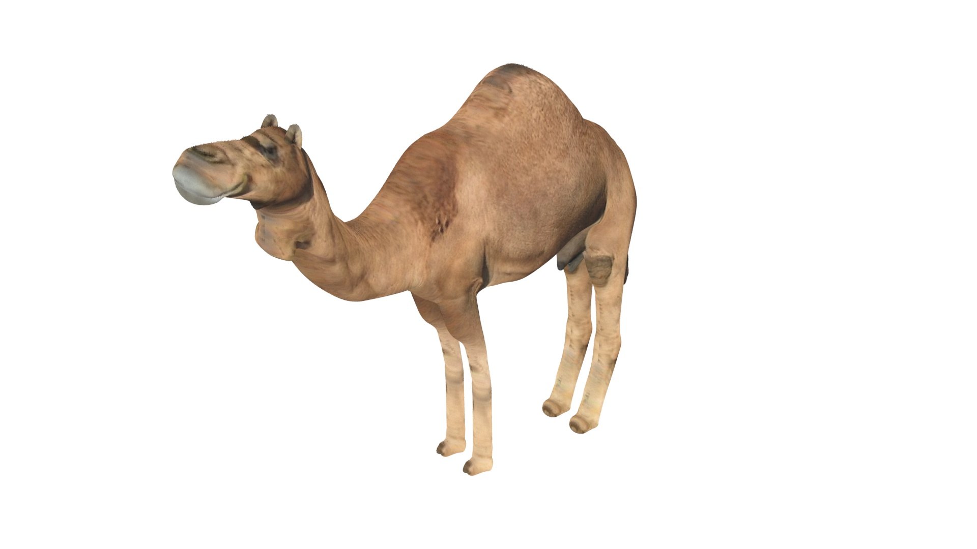 Camel 3D https://p.turbosquid.com/ts-thumb/4W/CfQv2y/4I/camel4/jpg/1656579519/1920x1080/fit_q87/3ff22c275abd212275ec065949d9ccd99e7acb3d/camel4.jpg