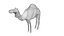 Camello