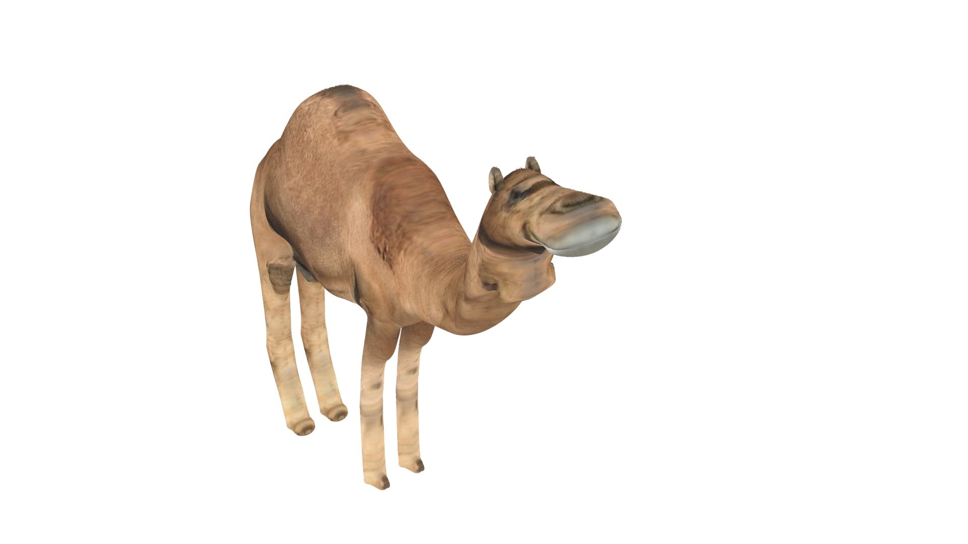 Camel 3D https://p.turbosquid.com/ts-thumb/4W/CfQv2y/Cp/camel3/jpg/1656579518/1920x1080/fit_q87/9b01445b07bccad79238f5f3ffc8c99ca18351ae/camel3.jpg