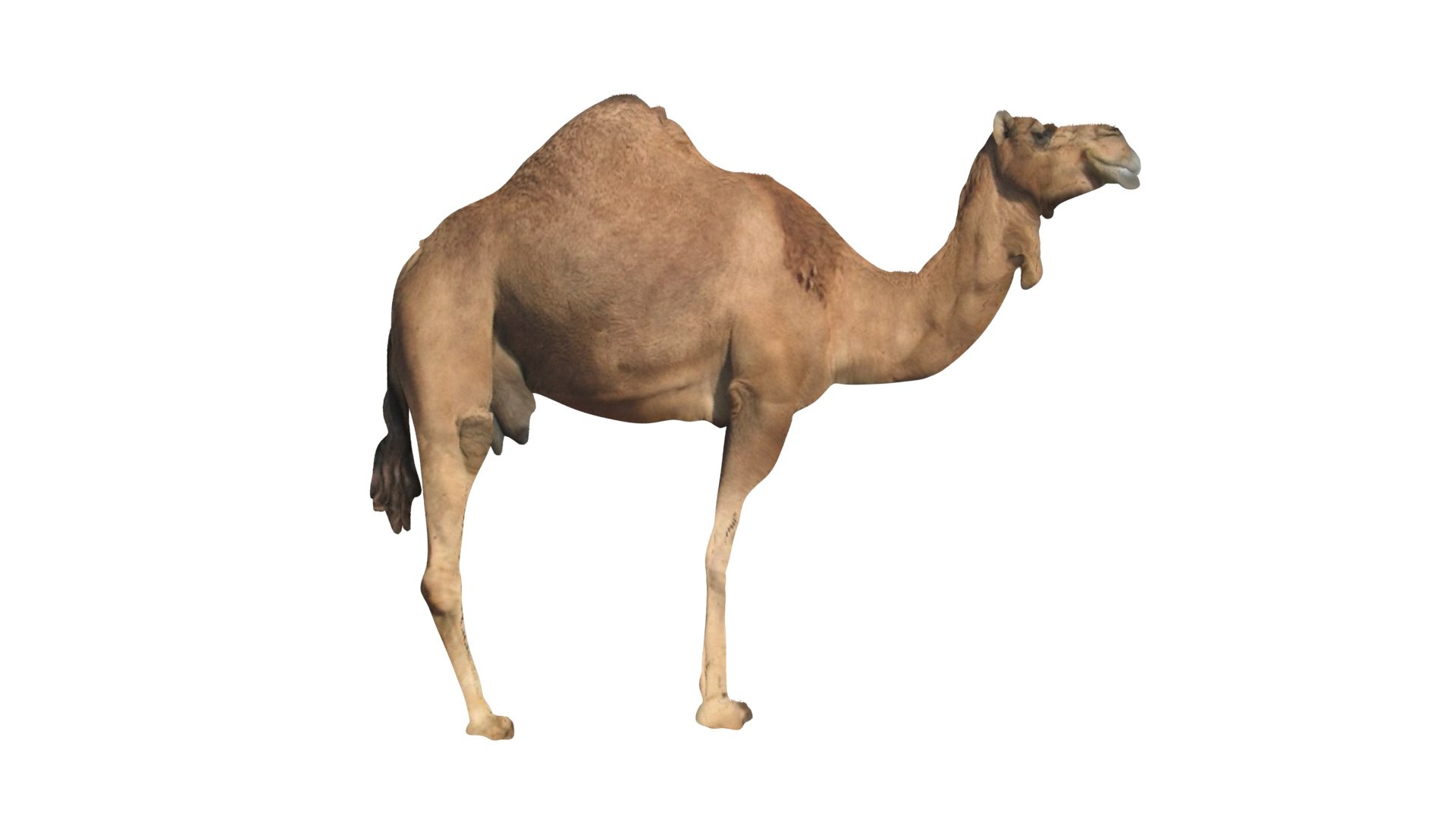 Camel 3D https://p.turbosquid.com/ts-thumb/4W/CfQv2y/Eu/camel10/jpg/1656579521/1920x1080/fit_q87/f27c98d93168622f2e64719164b2a9a371394220/camel10.jpg