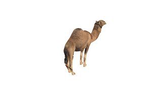 Camel 3D