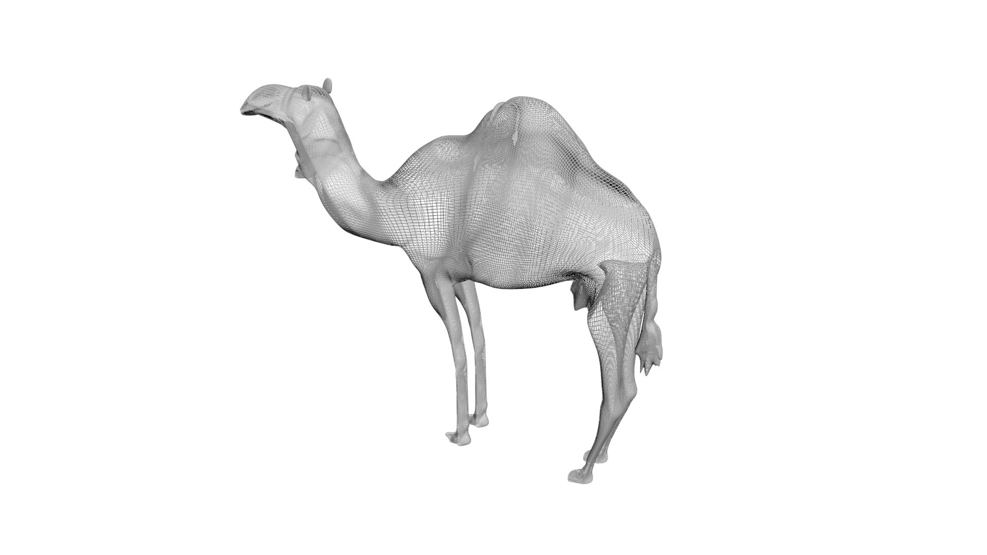 Camel 3D https://p.turbosquid.com/ts-thumb/4W/CfQv2y/UZ/camel15/jpg/1656579523/1920x1080/fit_q87/302e79b877de0221edaf6d0a8bf2e5b44fc9b843/camel15.jpg
