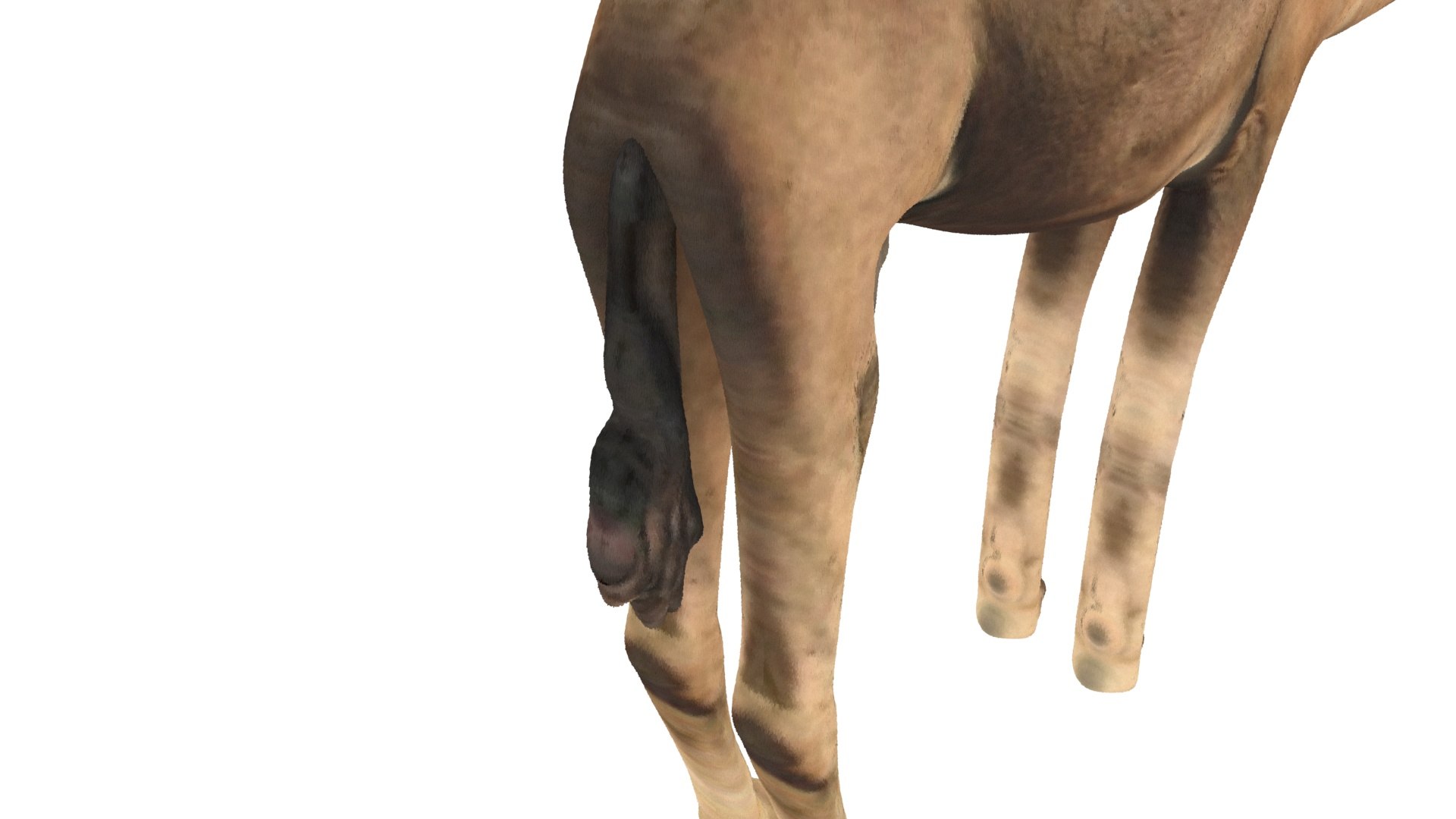 Camel 3D https://p.turbosquid.com/ts-thumb/4W/CfQv2y/WP/camel8/jpg/1656579520/1920x1080/fit_q87/4e6e4f3b391408ce8ef363cb43ac4e71340ab675/camel8.jpg