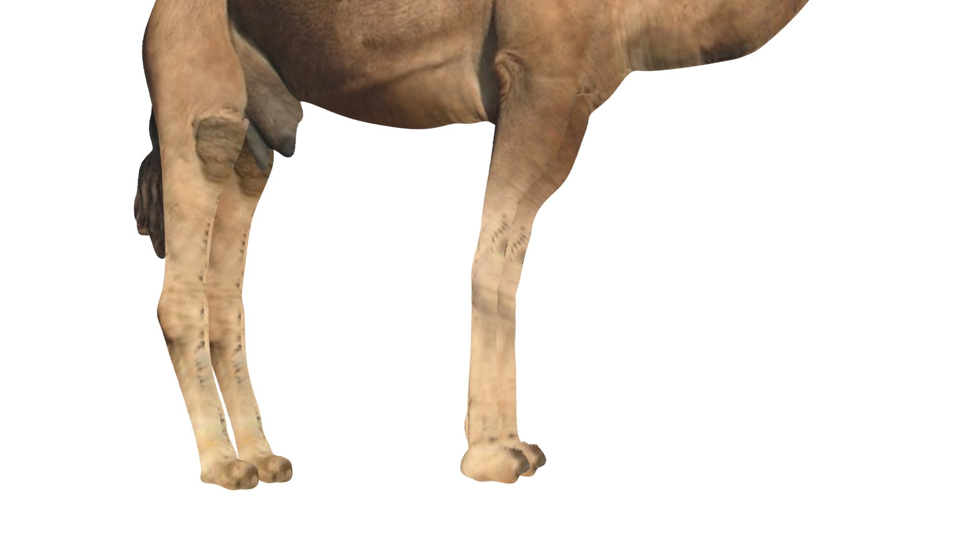 Camel 3D https://p.turbosquid.com/ts-thumb/4W/CfQv2y/sZ/camel7/jpg/1656579519/1920x1080/fit_q87/977ada1a721c1e9a6f44ac0009c8f60ed8cf025e/camel7.jpg
