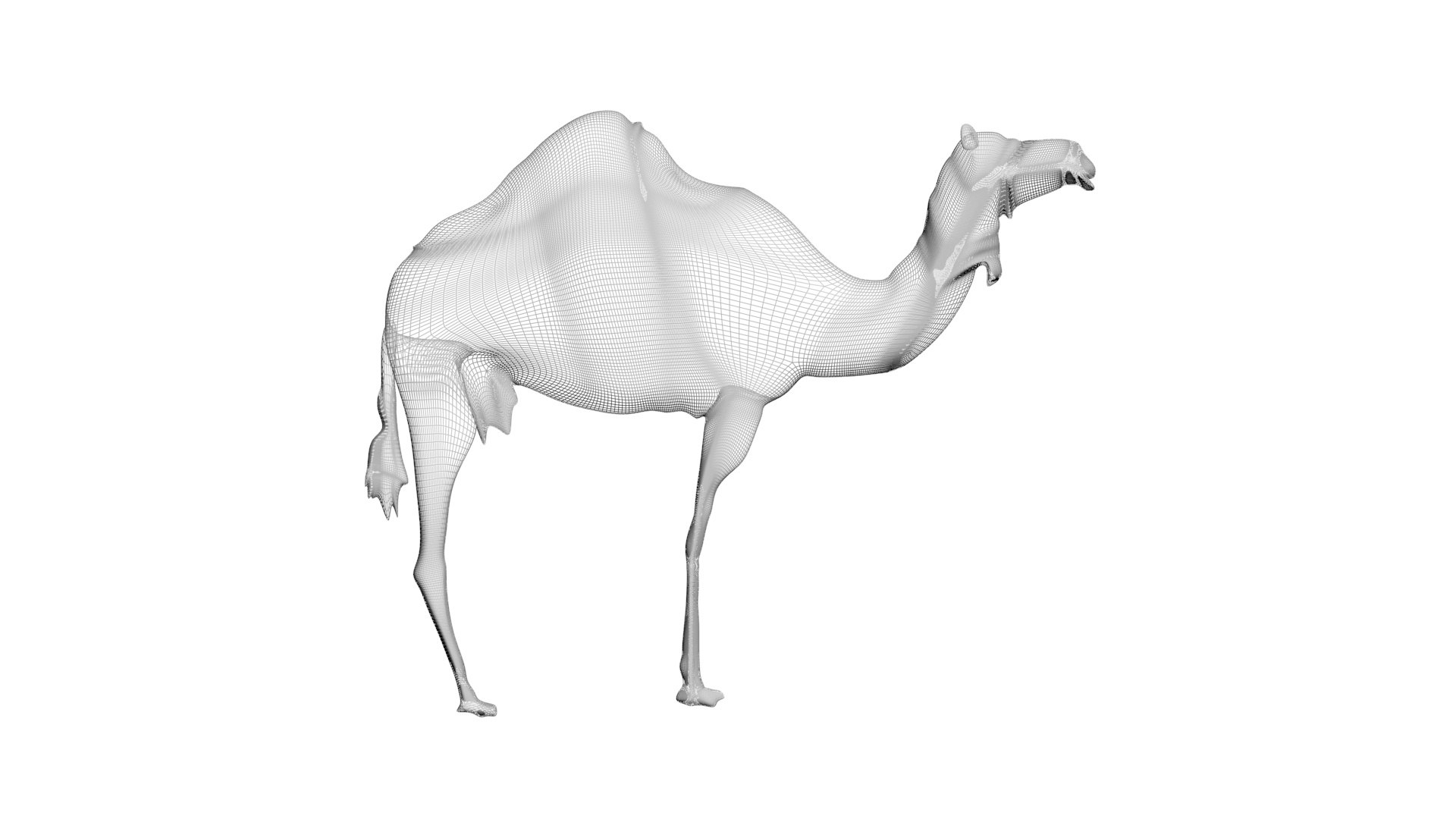 Camel 3D https://p.turbosquid.com/ts-thumb/4W/CfQv2y/vu/camel17/jpg/1656579524/1920x1080/fit_q87/2020ac49dbcfd8d9c29cc386c3f013c36c6af91d/camel17.jpg