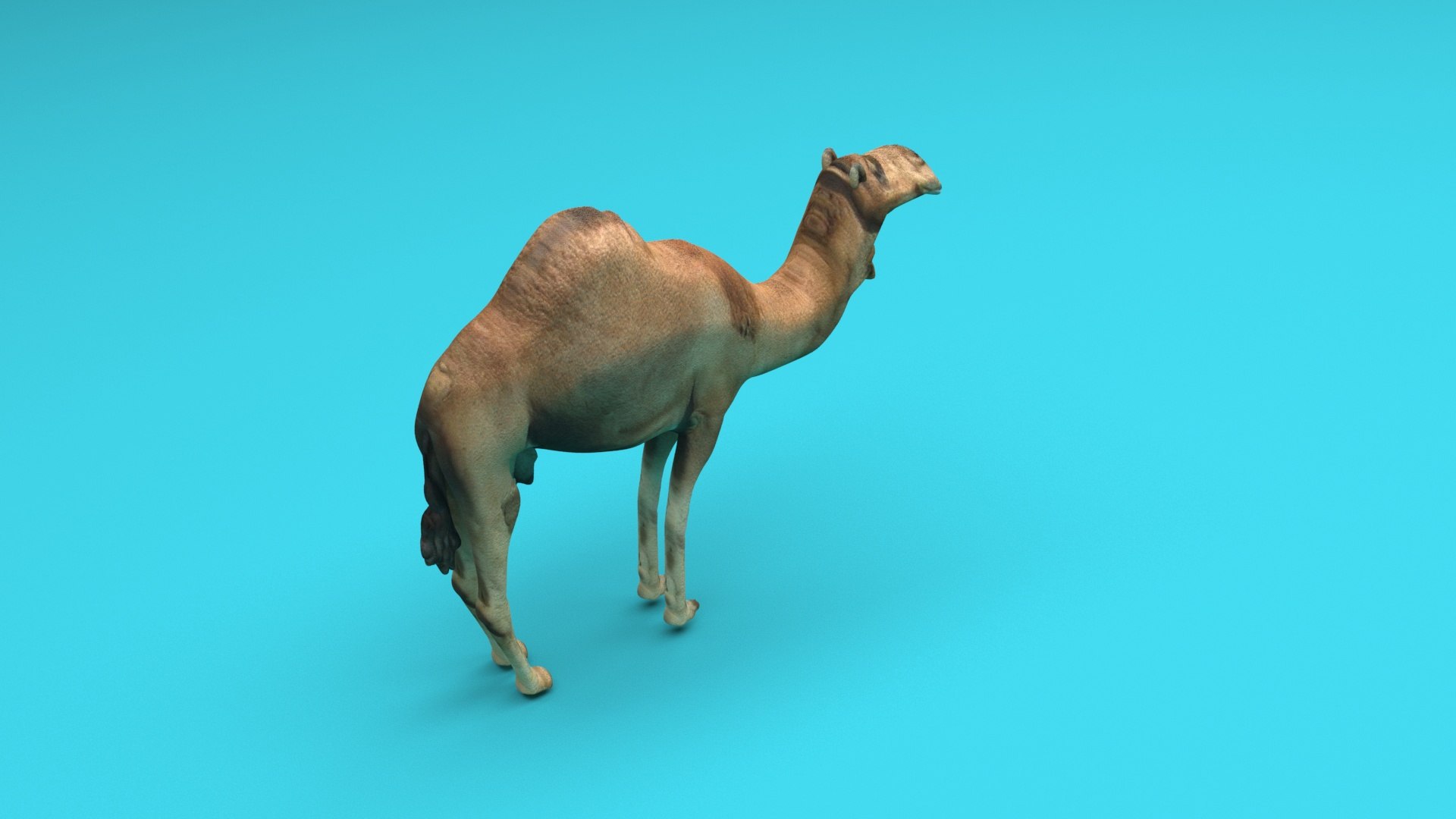 Camel 3D https://p.turbosquid.com/ts-thumb/4W/CfQv2y/wE/camel/jpg/1656579558/1920x1080/fit_q87/f7da982ba68f6ea65731ced27a5dd8a800255b3f/camel.jpg
