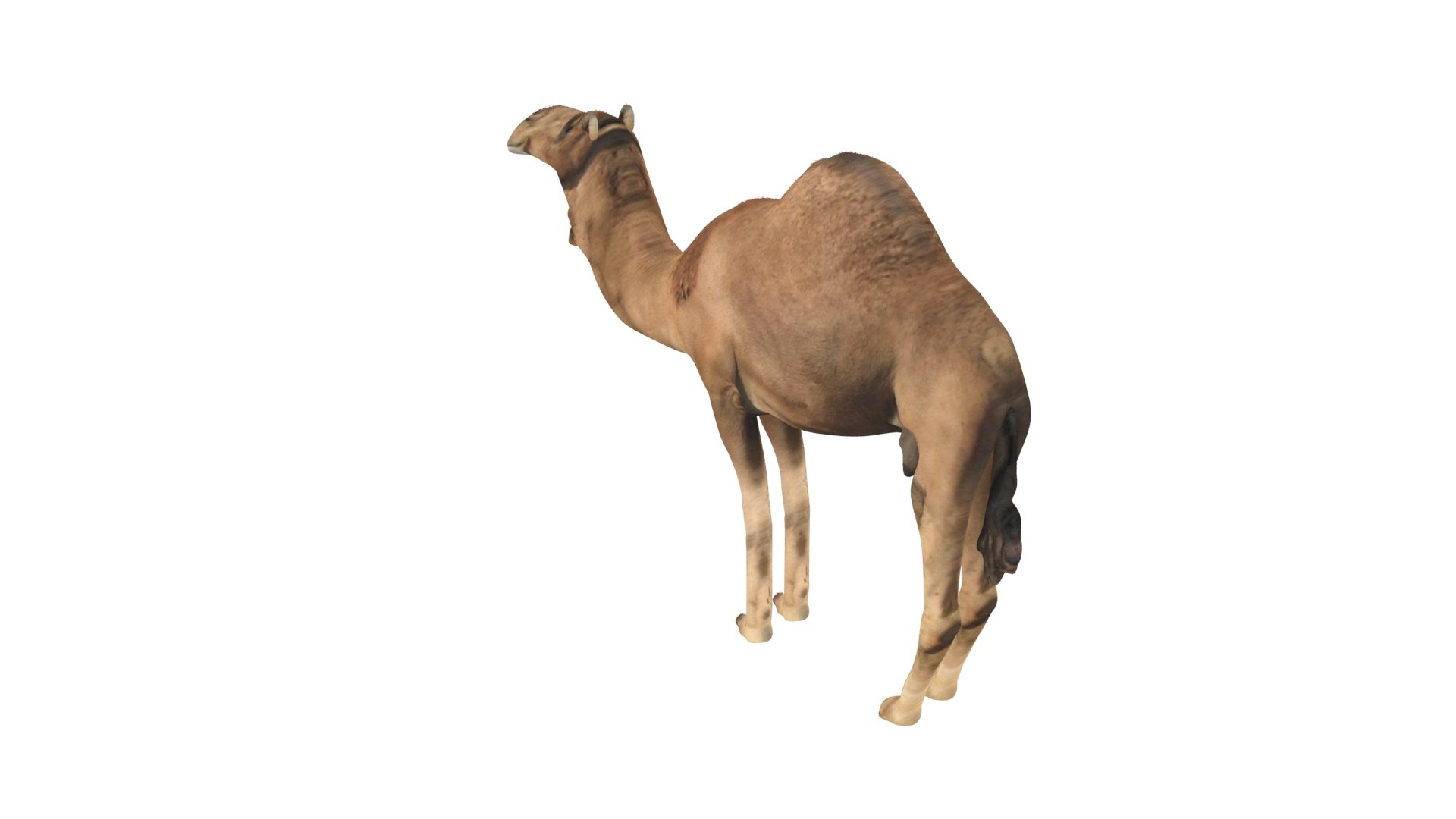 Camel 3D https://p.turbosquid.com/ts-thumb/4W/CfQv2y/x8/camel5/jpg/1656579518/1920x1080/fit_q87/1dc30a5a6e640eecedb4a69f7e1bd38e5a953b4c/camel5.jpg