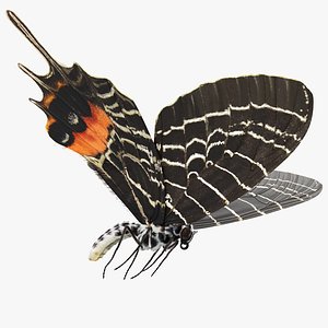 bhutanitis lidderdalii glory butterfly 3D model