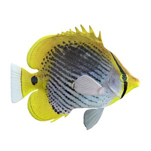 Spot Tail Butterflyfish 3D model
