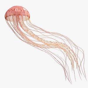 Jellyfish Long Pro Rigged