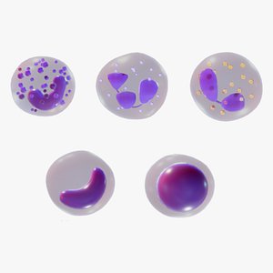 White Blood Cells