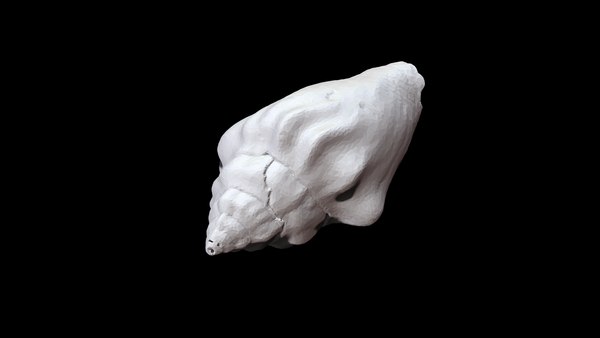 Seashell004 3D model - TurboSquid 1778294