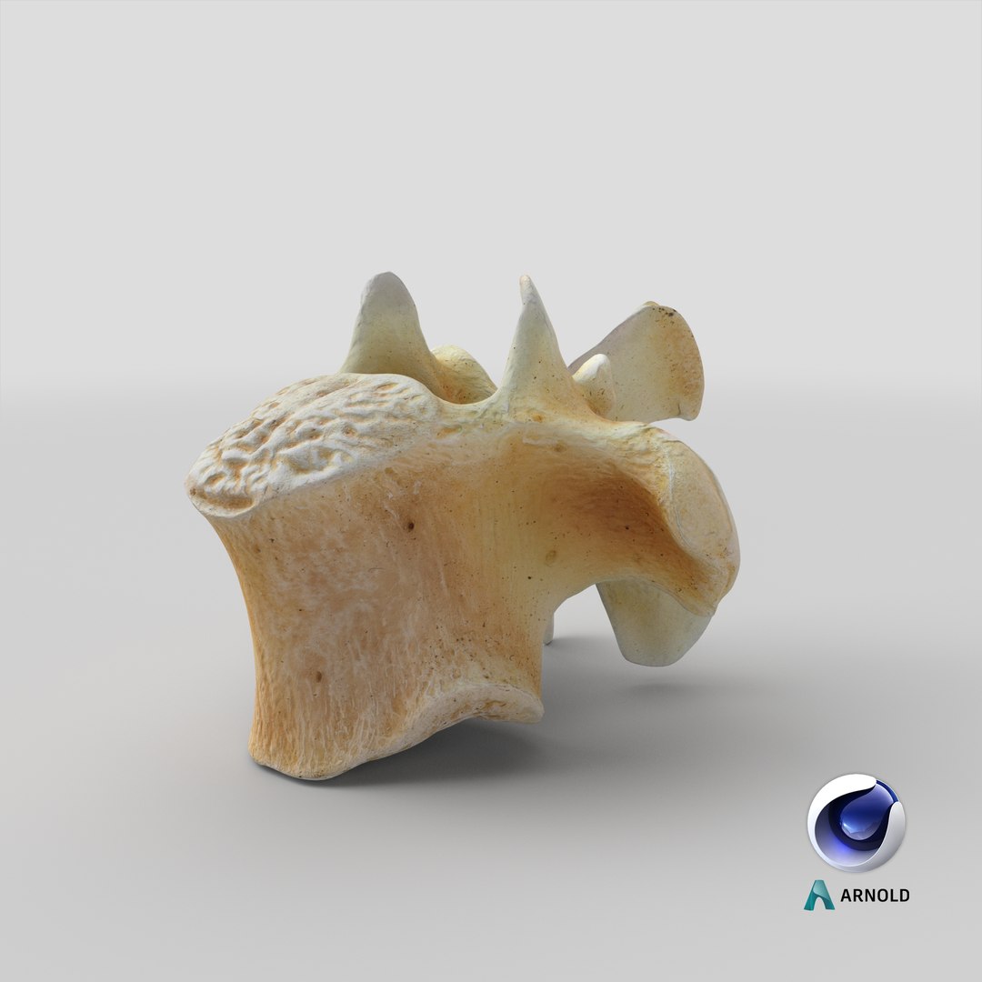 3D Kangaroo Red Necked Wallaby Thoracic Vertebrae TH11 https://p.turbosquid.com/ts-thumb/4W/eEON7G/11/stemcell_cinema_4d_arnold_render/png/1701689582/1920x1080/fit_q87/7762277eb6e573b025a0bbaa62d0fb586eec4360/stemcell_cinema_4d_arnold_render.jpg