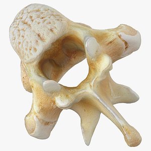 Kangaroo Red Necked Wallaby Thoracic Vertebrae TH11