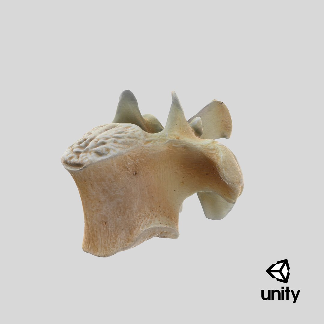 3D Kangaroo Red Necked Wallaby Thoracic Vertebrae TH11 https://p.turbosquid.com/ts-thumb/4W/eEON7G/jd/stemcell_unity_render/png/1701689580/1920x1080/fit_q87/0d67bd318ba06985dd73d333920097e71185f4be/stemcell_unity_render.jpg
