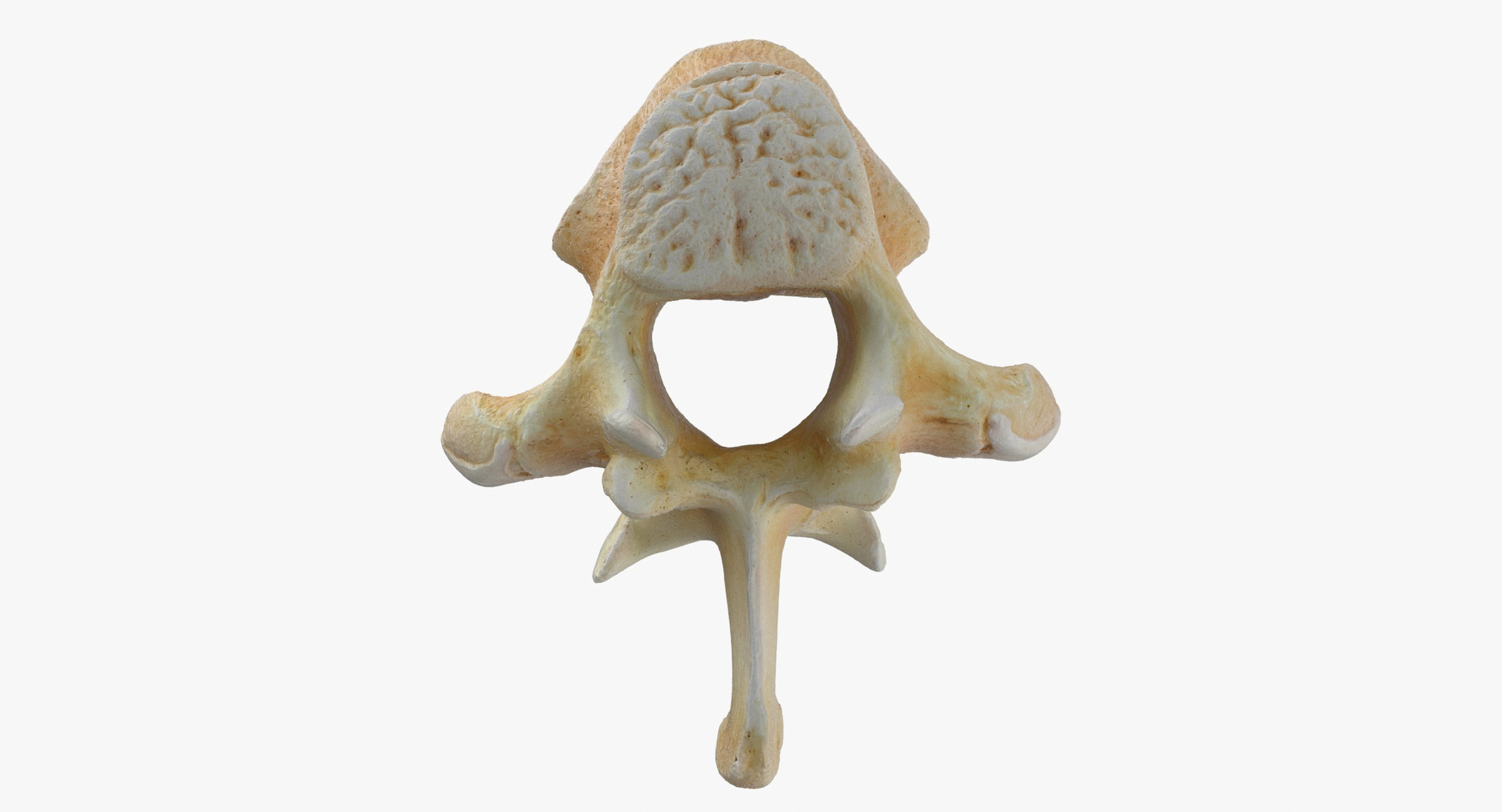 3D Kangaroo Red Necked Wallaby Thoracic Vertebrae TH11 https://p.turbosquid.com/ts-thumb/4W/eEON7G/lA/z0000/jpg/1700317740/1920x1080/turn_fit_q99/d158b07d487e4903585e6ce22093c2caeef2356b/z0000-1.jpg