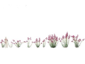 3D Eupatorium purpureum - Purple Joe-Pye weed model