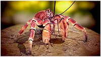 Coconut Crab