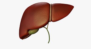 Liver and Bile Duct (Hepatobiliary system) Medically accurate
