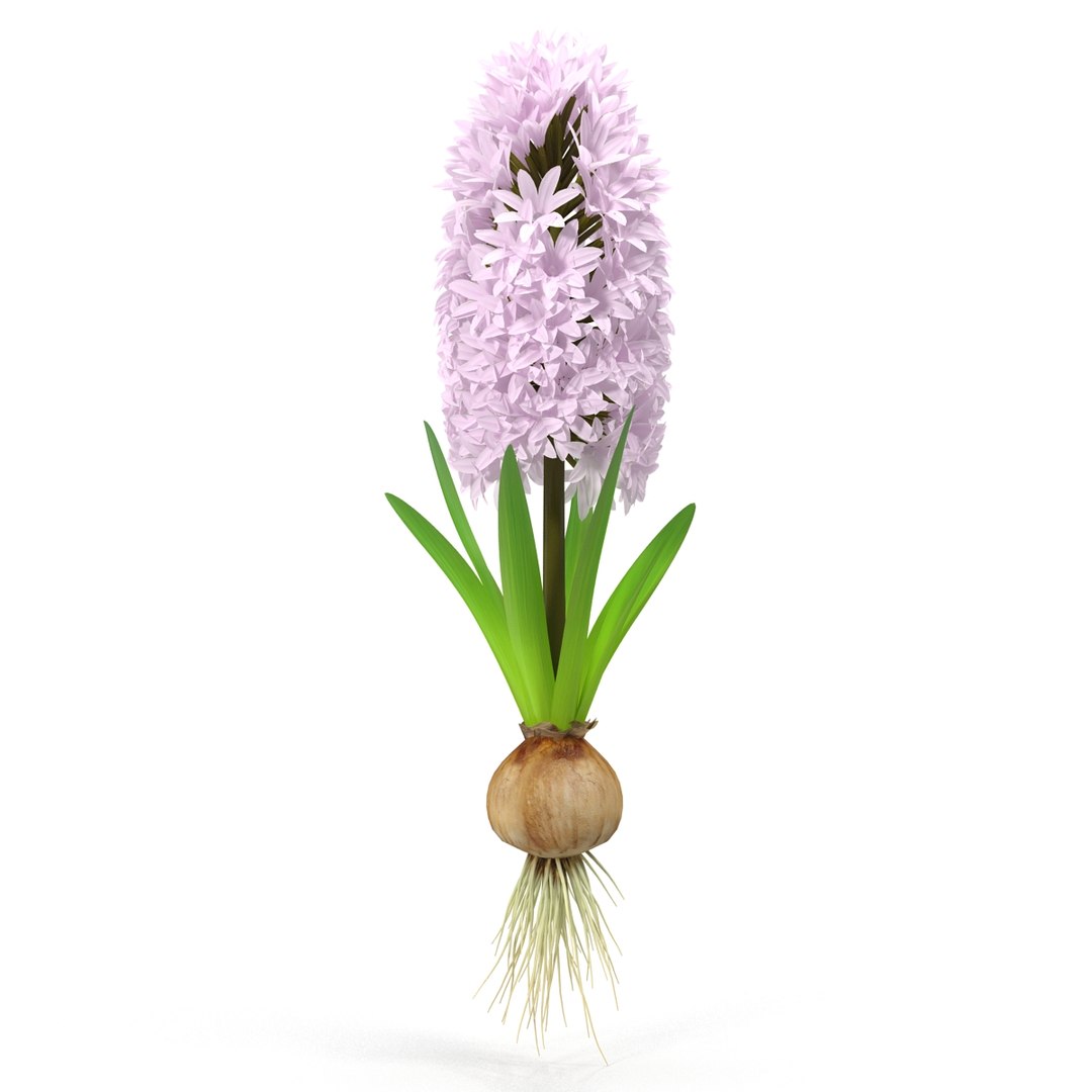 3d hyacinthus orientali plant model https://p.turbosquid.com/ts-thumb/4X/GHEhbP/B1Dsa5gd/3/jpg/1489218905/1920x1080/fit_q87/201ff8dba389ac59e8755a0e7650036068e90fec/3.jpg