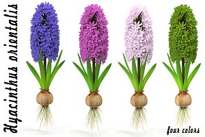 3d hyacinthus orientali plant model