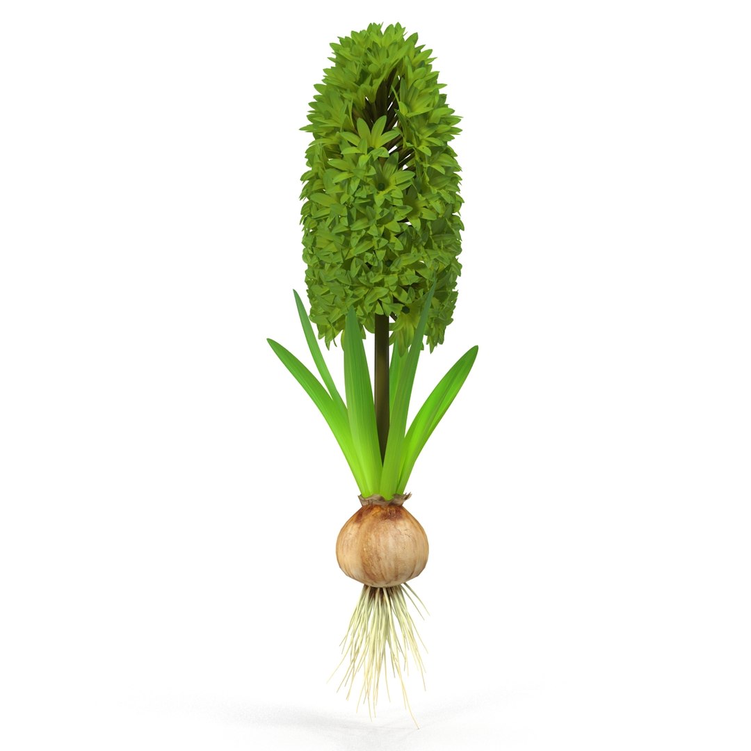 3d hyacinthus orientali plant model https://p.turbosquid.com/ts-thumb/4X/GHEhbP/LIECy8HF/11/jpg/1489218905/1920x1080/fit_q87/f88d217d74fe3aa286ffad6ef63bf483939fbfe1/11.jpg