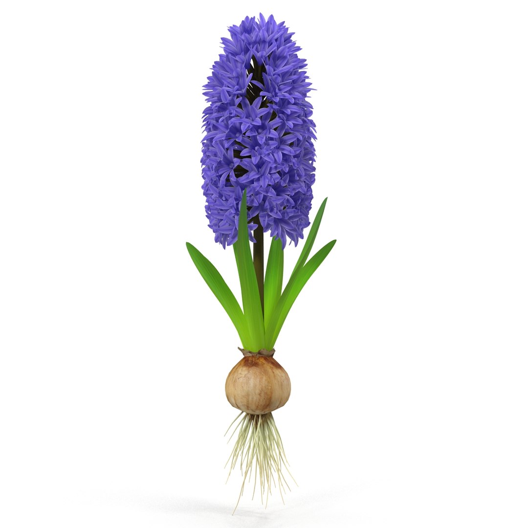 3d hyacinthus orientali plant model https://p.turbosquid.com/ts-thumb/4X/GHEhbP/O49u8p2B/1/jpg/1489218905/1920x1080/fit_q87/8b1cd7c08099d1ddc2566d50e318dd10407dd6ef/1.jpg