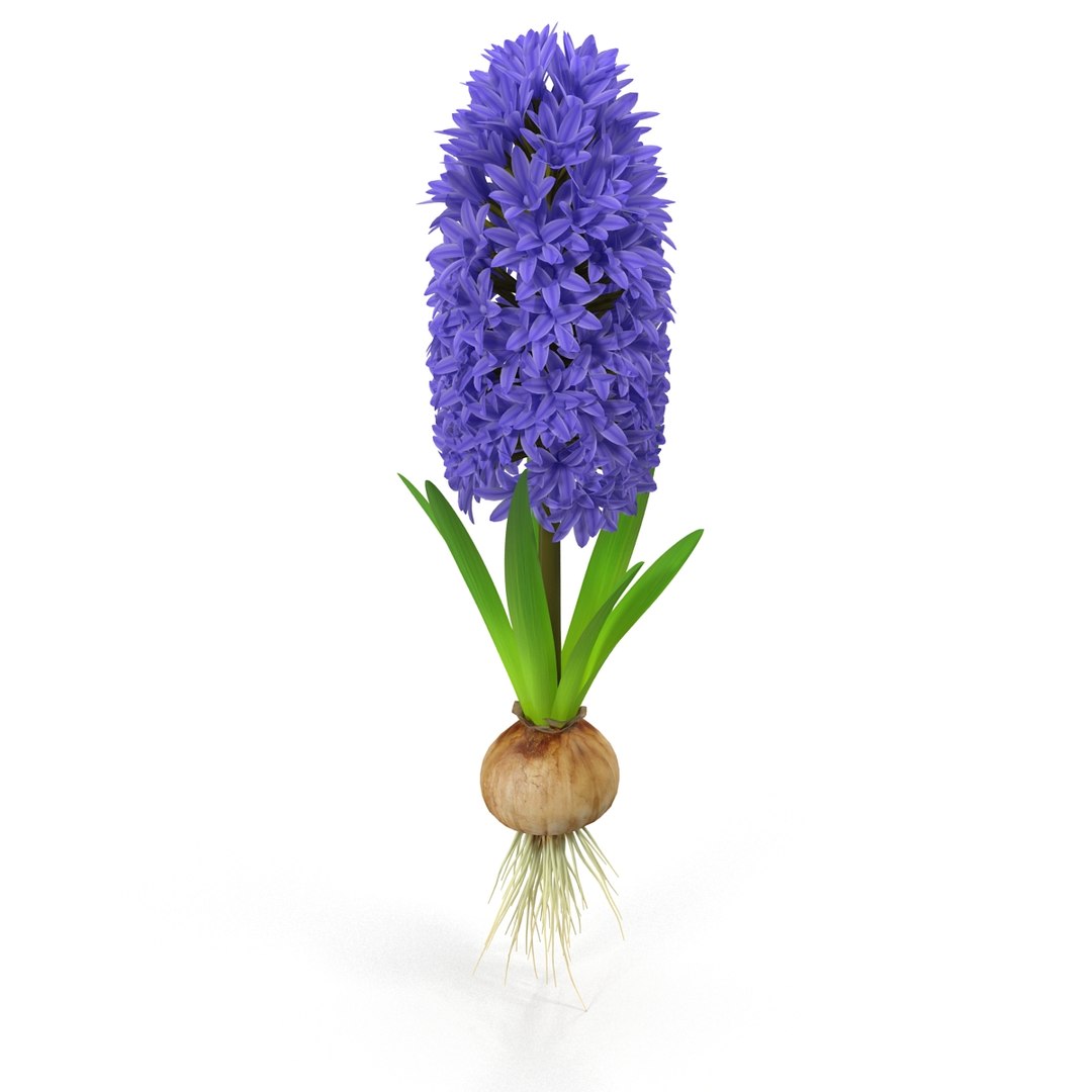 3d hyacinthus orientali plant model https://p.turbosquid.com/ts-thumb/4X/GHEhbP/OZeDJPOV/5/jpg/1489218905/1920x1080/fit_q87/112ad0ab6b5966c0890b904731c719b40ef3d311/5.jpg