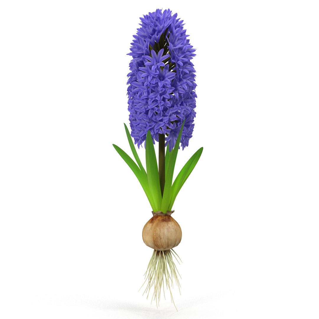 3d hyacinthus orientali plant model https://p.turbosquid.com/ts-thumb/4X/GHEhbP/TLJyDltU/7/jpg/1489218905/1920x1080/fit_q87/e55efb3b4592274ccf4926f0a3c3bd3634bdc8c6/7.jpg