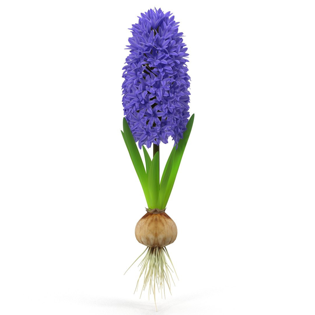 3d hyacinthus orientali plant model https://p.turbosquid.com/ts-thumb/4X/GHEhbP/UCmV3cqR/8/jpg/1489218905/1920x1080/fit_q87/0c5152f844ed539b3b3b43bc8cf045350f3e855d/8.jpg