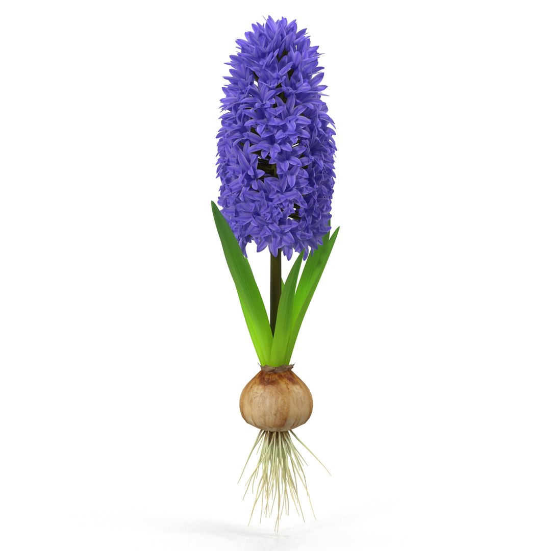 3d hyacinthus orientali plant model https://p.turbosquid.com/ts-thumb/4X/GHEhbP/hdfrqUQb/6/jpg/1489218905/1920x1080/fit_q87/6d3300d1ba51e0edae9ad0110f81920bda25482e/6.jpg