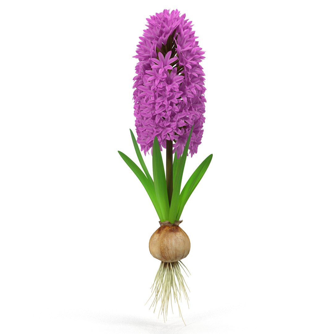 3d hyacinthus orientali plant model https://p.turbosquid.com/ts-thumb/4X/GHEhbP/tFHCb9FX/2/jpg/1489218905/1920x1080/fit_q87/38274485a3eb02592b6027078ea9152b1fa36244/2.jpg