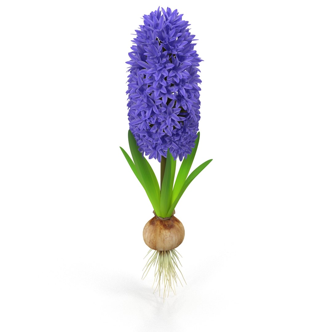 3d hyacinthus orientali plant model https://p.turbosquid.com/ts-thumb/4X/GHEhbP/wAycdjTV/4/jpg/1489218905/1920x1080/fit_q87/dc9ff95ac49293834d2393146421f49a868cdd40/4.jpg