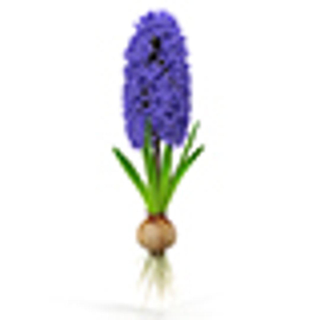 3d hyacinthus orientali plant model https://p.turbosquid.com/ts-thumb/4X/GHEhbP/wW3FcxER/80/jpg/1489218906/1920x1080/fit_q87/d569eda18f0c6e7875596d1583bc91a9bd7e2a73/80.jpg
