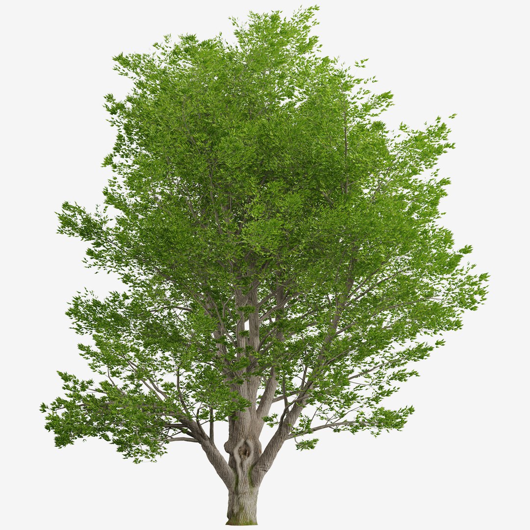 White Ash Or Fraxinus Americana Tree - 1 Tree 3D - TurboSquid 2000156