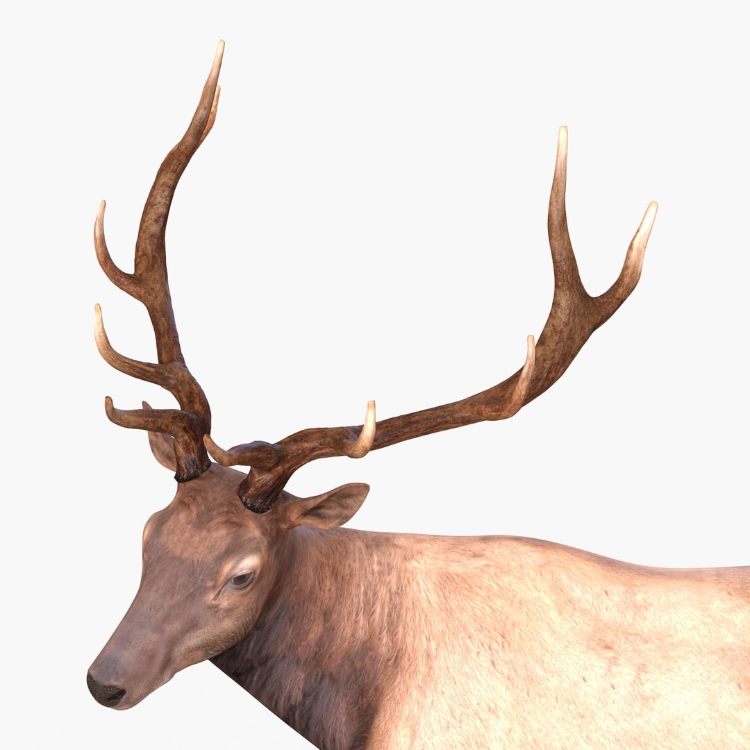 c4d elk pose 2 https://p.turbosquid.com/ts-thumb/4X/NVjBEP/1lj607sw/3dsmodelofelk19/jpg/1447699323/1920x1080/fit_q87/1b3326c46a3f954fe95a3ccbbcfd036f6e3e26a1/3dsmodelofelk19.jpg