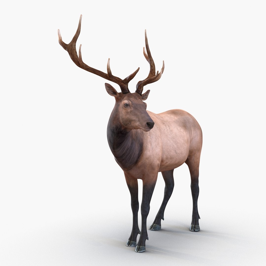c4d elk pose 2 https://p.turbosquid.com/ts-thumb/4X/NVjBEP/9LUJnadj/3dsmodelofelk06/jpg/1447699322/1920x1080/fit_q87/cb7ce67c56bfd0c7ec937c5d0af5841d0435467d/3dsmodelofelk06.jpg