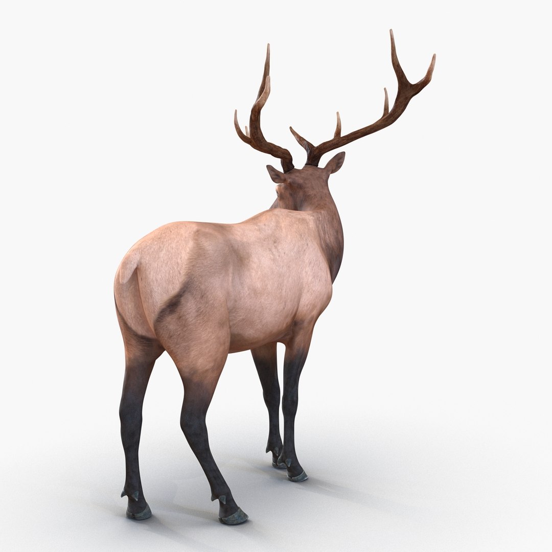 c4d elk pose 2 https://p.turbosquid.com/ts-thumb/4X/NVjBEP/AUmCsdl2/3dsmodelofelk08/jpg/1447699322/1920x1080/fit_q87/863a3c8163db27bab8bcc25f3093e1fe0a535f5d/3dsmodelofelk08.jpg
