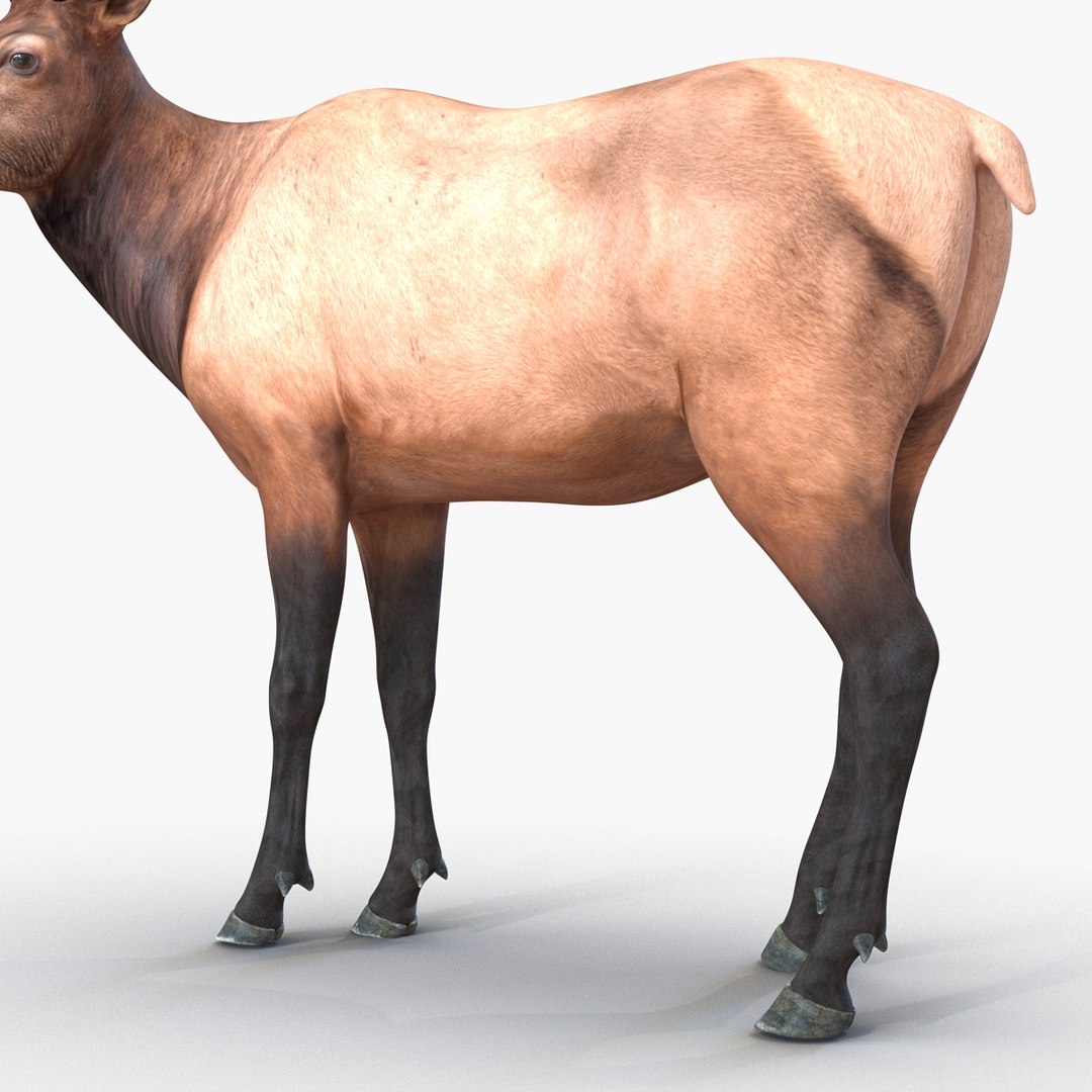 c4d elk pose 2 https://p.turbosquid.com/ts-thumb/4X/NVjBEP/DBkm30Cr/3dsmodelofelk15/jpg/1447699323/1920x1080/fit_q87/ec4d3fcb739972c50641e75aa3ae0fb79ae68973/3dsmodelofelk15.jpg