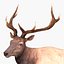 Elk Pose 2
