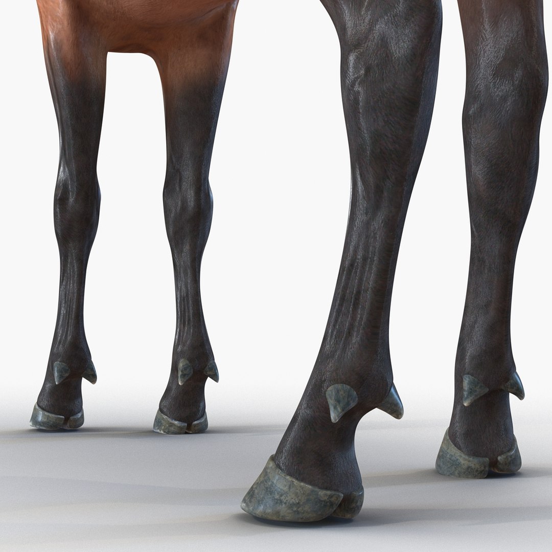 c4d elk pose 2 https://p.turbosquid.com/ts-thumb/4X/NVjBEP/MNxaUtMI/3dsmodelofelk16/jpg/1447699323/1920x1080/fit_q87/3a8d92e719070f5a275edf4d02572c93484bccc4/3dsmodelofelk16.jpg